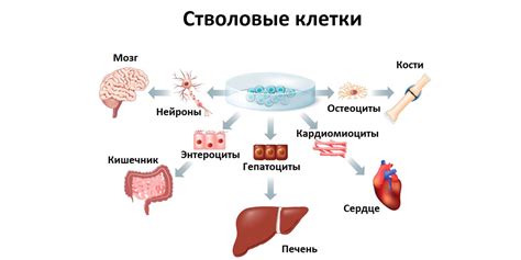 Клетки тела - зачем они нужны?