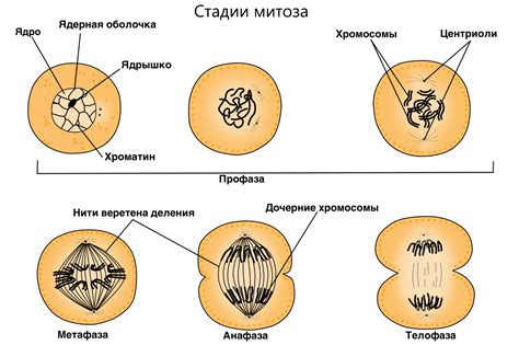 Клеточное деление: основные понятия и процесс