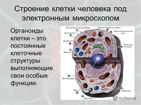 Клеточное строение организма: эпителиальные клетки