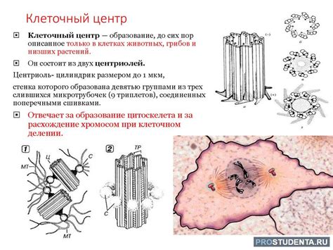 Клеточный детрит: влияние и определение