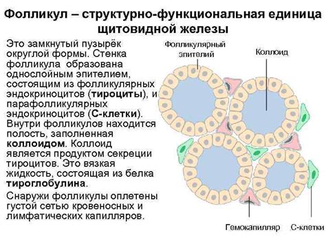 Клеточный состав тиреоидного эпителия