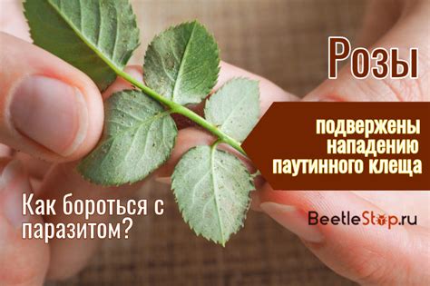 Климатические условия и паутина на розах