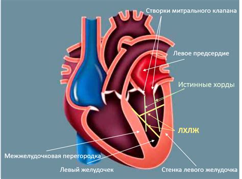 Клинические проявления нарушений реполяризации миокарда