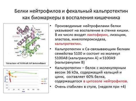 Клиническое значение фекального кальпротектина