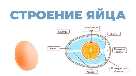 Ключевая информация о значении сновидений с куриного яйца, которое находится в состоянии беременности