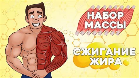 Ключевые принципы набора массы и закачки мышц