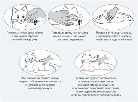 Ключевые причины и значения стука хвостом у кошек