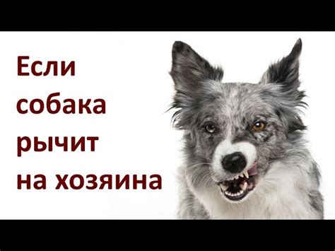 Когда Вы проявляете агрессию во сне по отношению к некоему домашнему животному