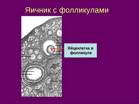 Когда возникают проблемы с фолликулами с желтым телом