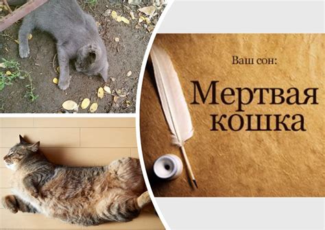 Когда во сне встречается мертвая кошка: значение символа