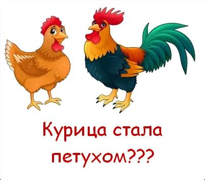 Когда курица запела петухом: ритуал или знак?