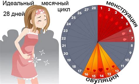 Когда начинается менструальный цикл у женщин?