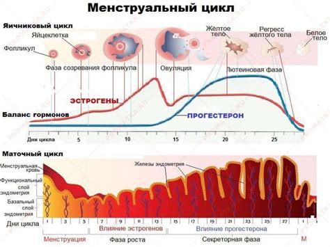 Когда начинается менструационный цикл?