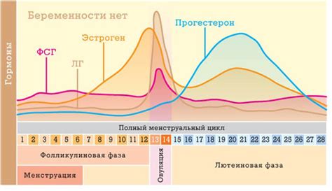 Когда начинается овуляторная фаза цикла