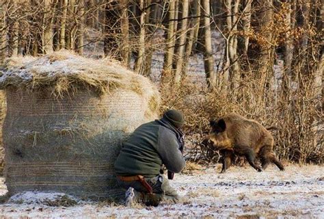 Когда начинается охота на кабана в России