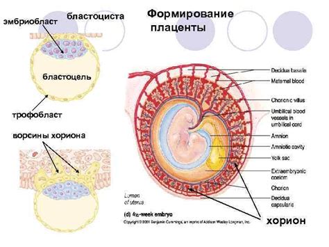 Когда начинает работать плацента: важный этап развития