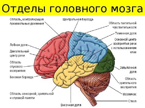 Когнитивные последствия дезорганизованной активности головного мозга