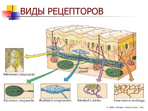 Кожные рецепторы и чувство боли