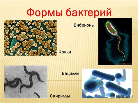 Кокки: определение и значение в микрофлоре человека