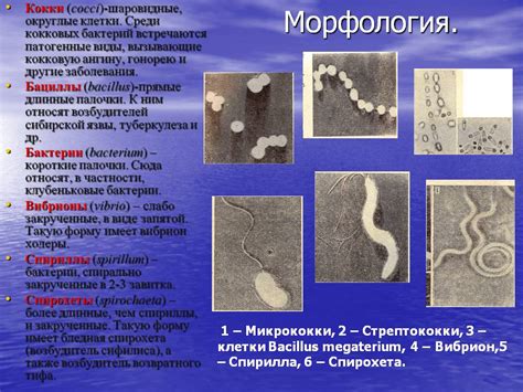 Коккобациллы: что они значат и как с ними бороться