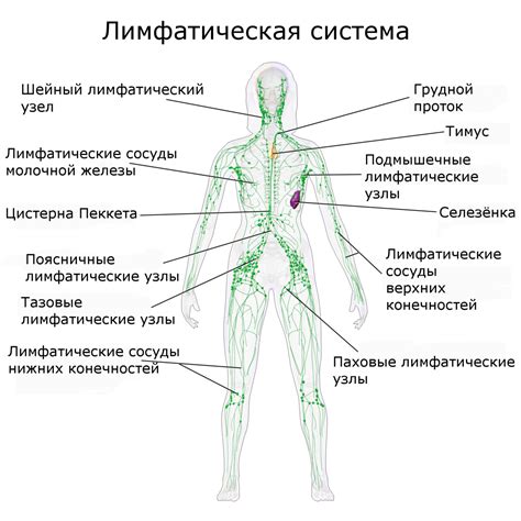 Количество лимфатических узлов у женщин