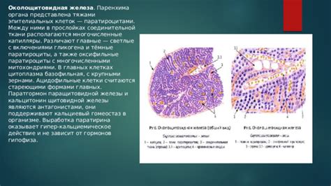 Количество эпителиальных клеток в организме человека