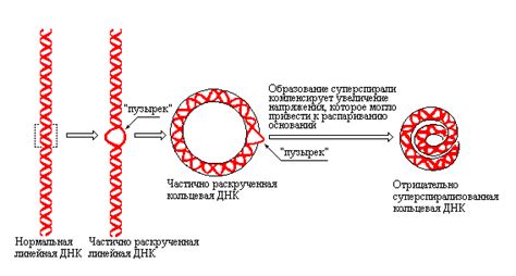 Кольцевая ДНК и области ее исследования