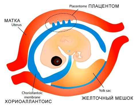 Компактная плацента: определение и характеристики