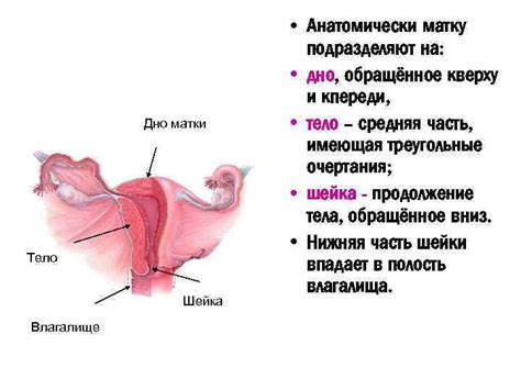 Компликации флоры уретры палочки у женщин