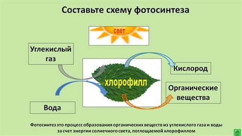 Компоненты фотосинтеза