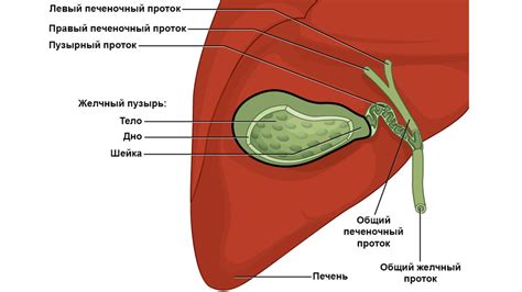 Конкремент желчного пузыря