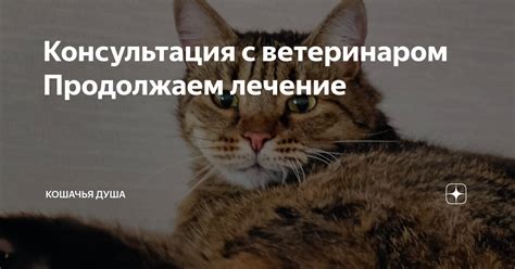 Консультация с ветеринаром и поведенческим специалистом