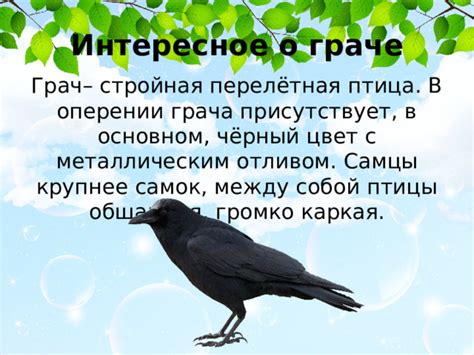 Контекстуальное осмысление сновидения о пойманной граче