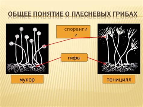 Контроль внешних факторов, влияющих на рост щучьего хвоста