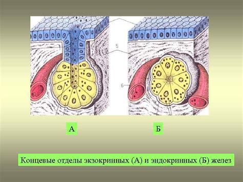 Концевые отделы желез