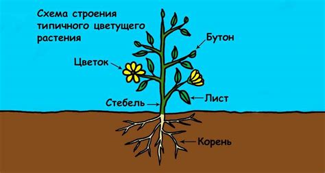 Копулятивный орган у растений: их роль и функции