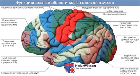 Кора головного мозга: главный центр обработки информации