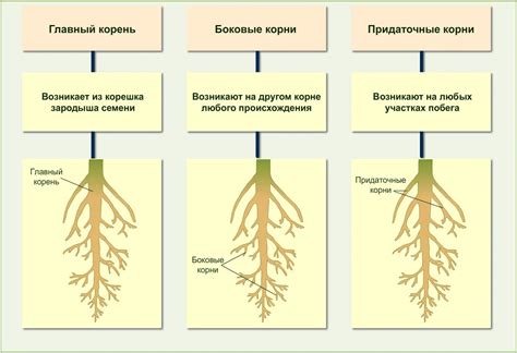 Корень биология: его значение в науке о живых существах