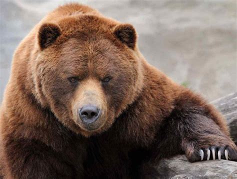 Коричневый цвет в природе