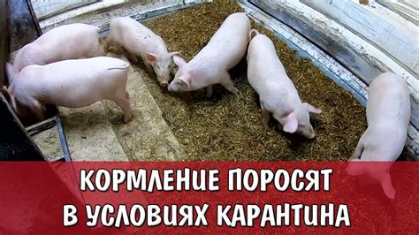 Кормление поросят во сне: пророчество успеха или печали?