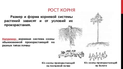 Корневая система разных значений: сны о пышных золотых полях и их влияние на благополучие в браке и в семье