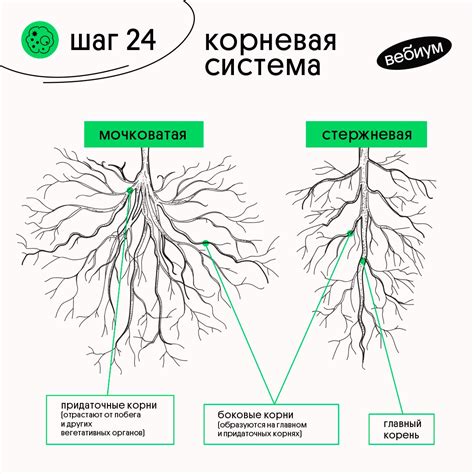 Корневая система растений: роль и структура