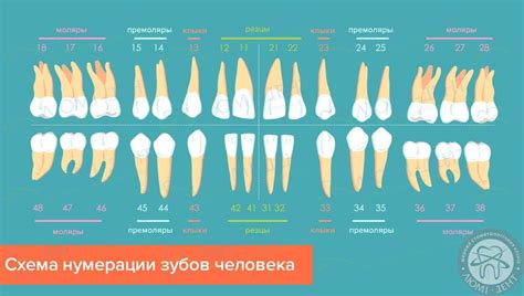 Корни зубов и их опорная функция