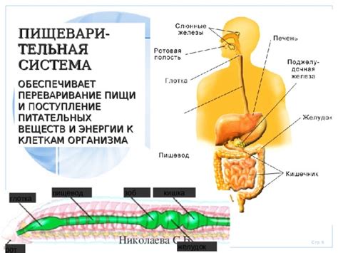 Корни как система передачи питательных веществ и энергии