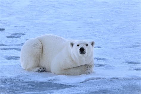 Короли Арктики: белые медведи