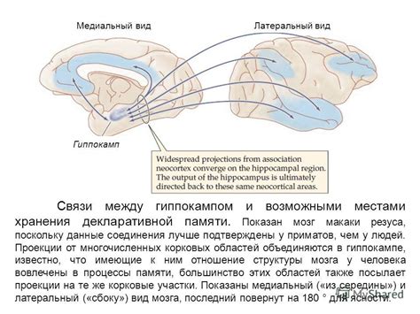 Корреляция между гиппокампом и фактической памятью