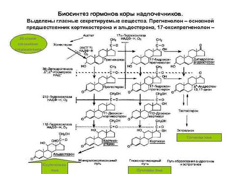 Кортикостероиды и их роль в гормональной терапии