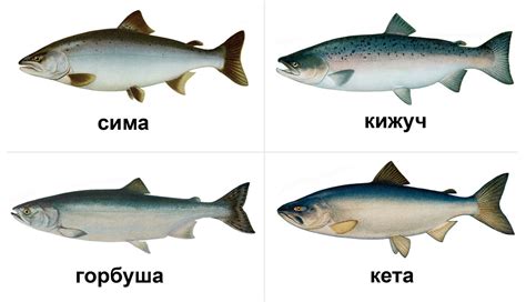 Корюшка vs. лосось: сравнение вкуса и текстуры