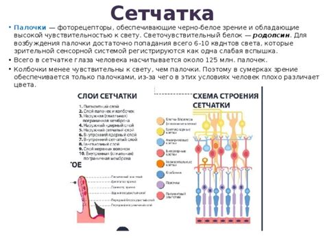 Кости, обладающие высокой температурной чувствительностью