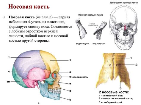 Кости носа и внешний вид